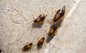 Bulletproof Pest N Termite Image
